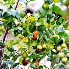 Tüplü Sağlık Dostu Şifalı Hünnap Fidanı Ufak Meyveli