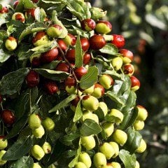 Saksıda Sağlık Dostu Şifalı Hünnap Fi00danı