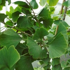 Tüplü Ginkgo Biloba Mabet Ağacı Fidanı