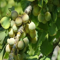 Tüplü Ginkgo Biloba Mabet Ağacı Fidanı
