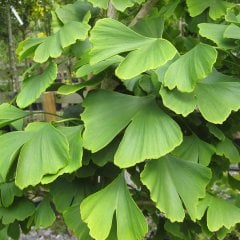 Tüplü Ginkgo Biloba Mabet Ağacı Fidanı