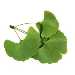Tüplü Ginkgo Biloba Mabet Ağacı Fidanı
