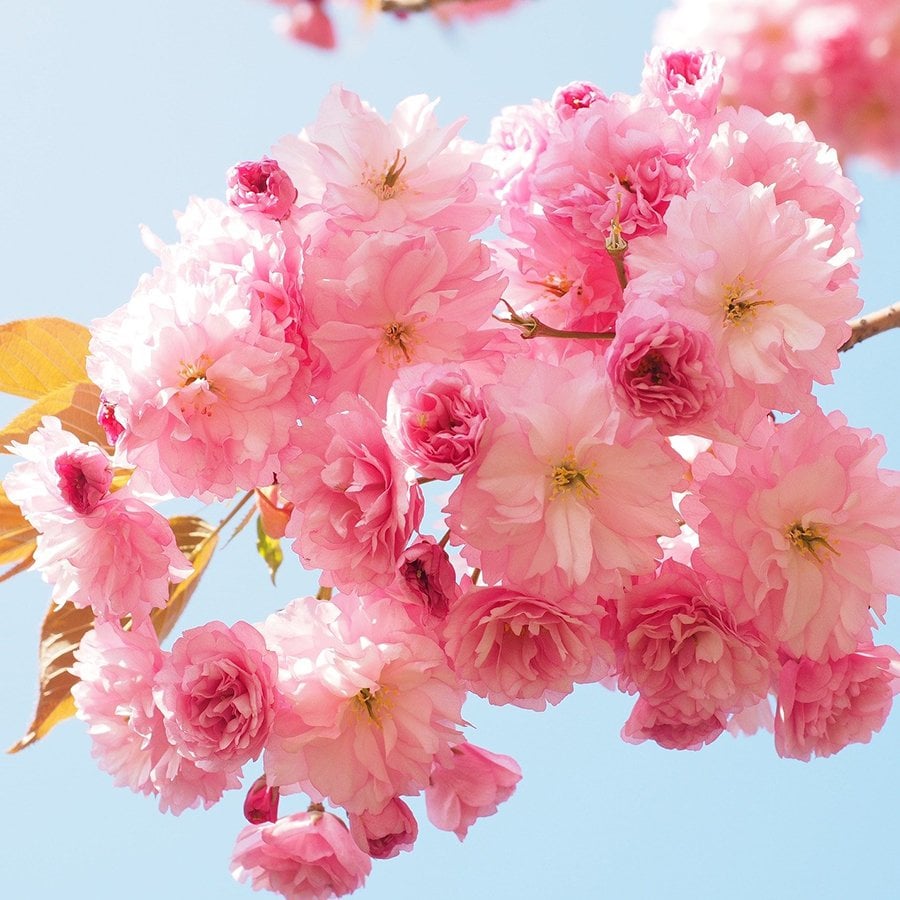 Tüplü Süs Kirazı (Prunus Serrulata) Ağacı Fidanı