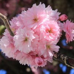 Tüplü Süs Kirazı (Prunus Serrulata) Ağacı Fidanı