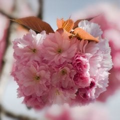 Tüplü Süs Kirazı (Prunus Serrulata) Ağacı Fidanı
