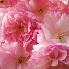 Tüplü Süs Kirazı (Prunus Serrulata) Ağacı Fidanı