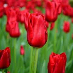 Oscar İhtişamlı Kırmızı Lale Soğanı-5 Adet