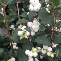 Tüplü Ak Üvez (Sorbus Aria) Ağacı Fidanı