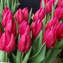 Pink Ardour Kartpostal Pembe Lale Soğanı-5 Adet