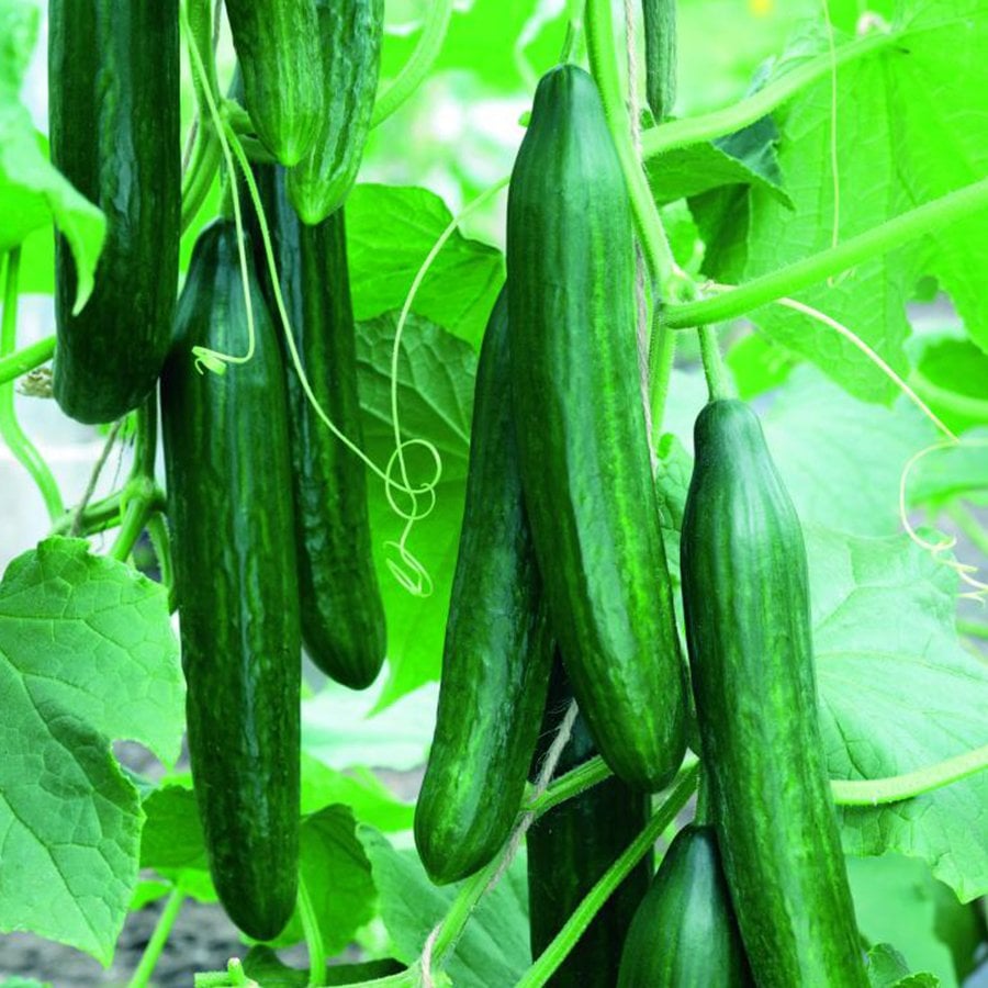 Multi Sırık Salatalık Fidesi-25 Adet