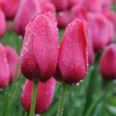 Özel Seri Yosemite Tatlı Pembe Lale Soğanı-5 Adet