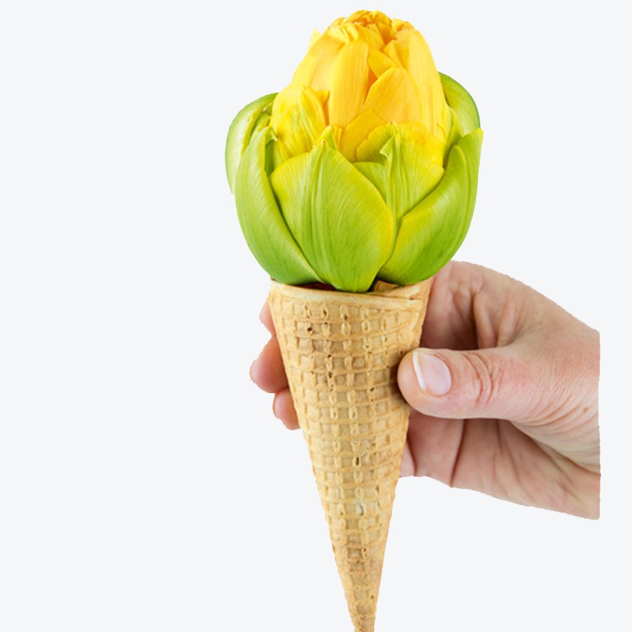 Özel Seri İri VANILLA COUP Külah Lale Soğanı-3 Adet