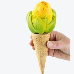 Özel Seri İri VANILLA COUP Külah Lale Soğanı-3 Adet