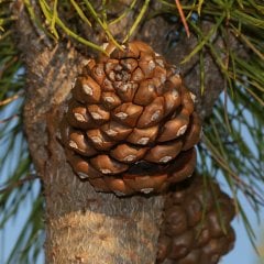 Tüplü Fıstık Çamı (PINUS PINEA) Ağacı Fidanı