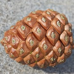 Tüplü Fıstık Çamı (PINUS PINEA) Ağacı Fidanı