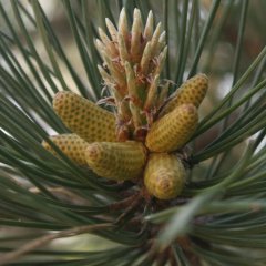 Tüplü KARAÇAM (PINUS NIGRA) Ağacı Fidanı