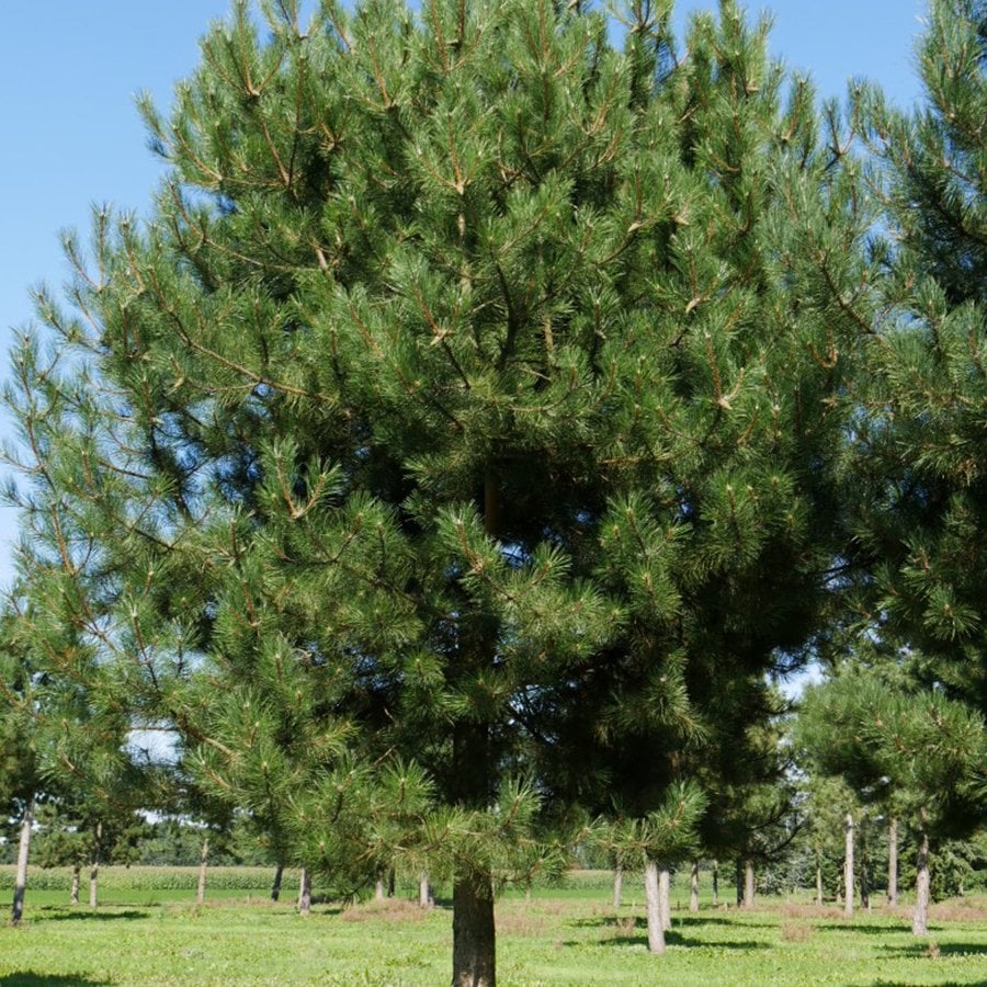 Tüplü KARAÇAM (PINUS NIGRA) Ağacı Fidanı