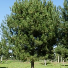 Tüplü KARAÇAM (PINUS NIGRA) Ağacı Fidanı