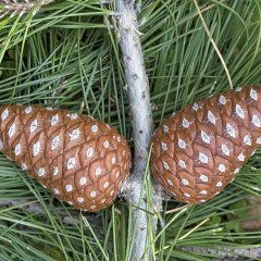 Tüplü Turkish Red Pine Kızılçam Ağacı Fidanı