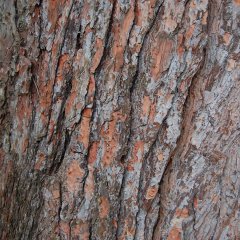 Tüplü Turkish Red Pine Kızılçam Ağacı Fidanı