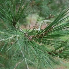 Tüplü Turkish Red Pine Kızılçam Ağacı Fidanı