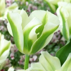 Özel Çeşit İri Spring Green Lale Soğanı-3 Adet