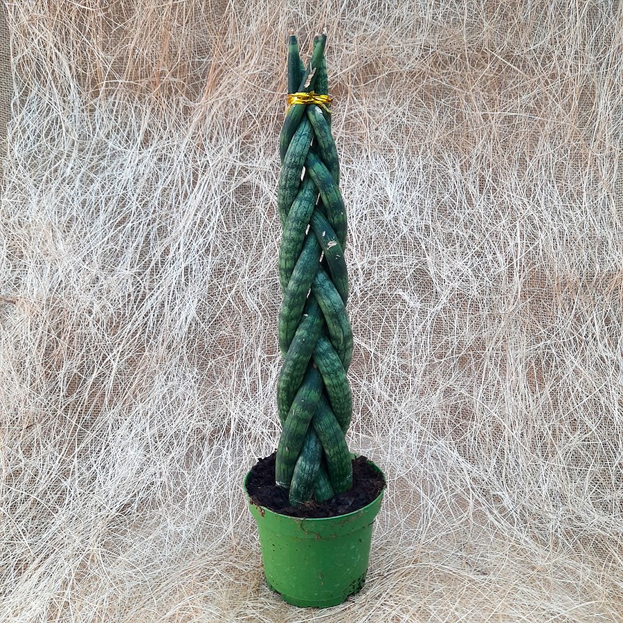 Saksıda Örgülü Paşa Kılıcı Sansevieria Cylindrica