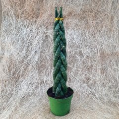 Saksıda Örgülü Paşa Kılıcı Sansevieria Cylindrica