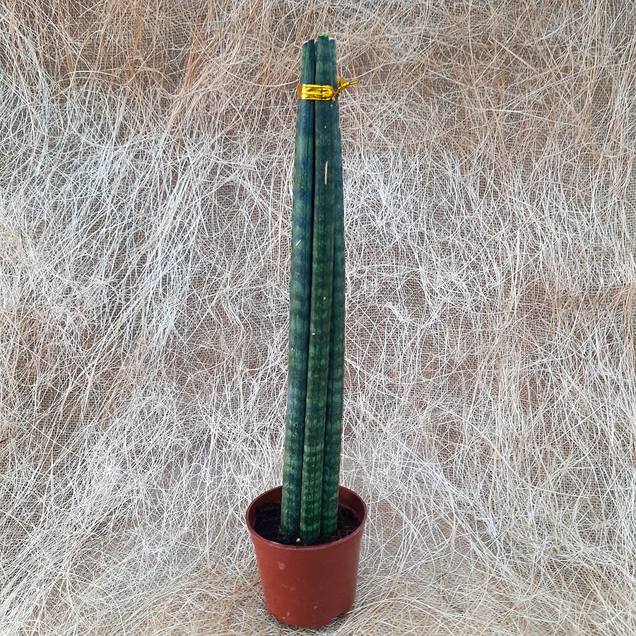 Saksıda Paşa Kılıcı Sansevieria Cylindrica