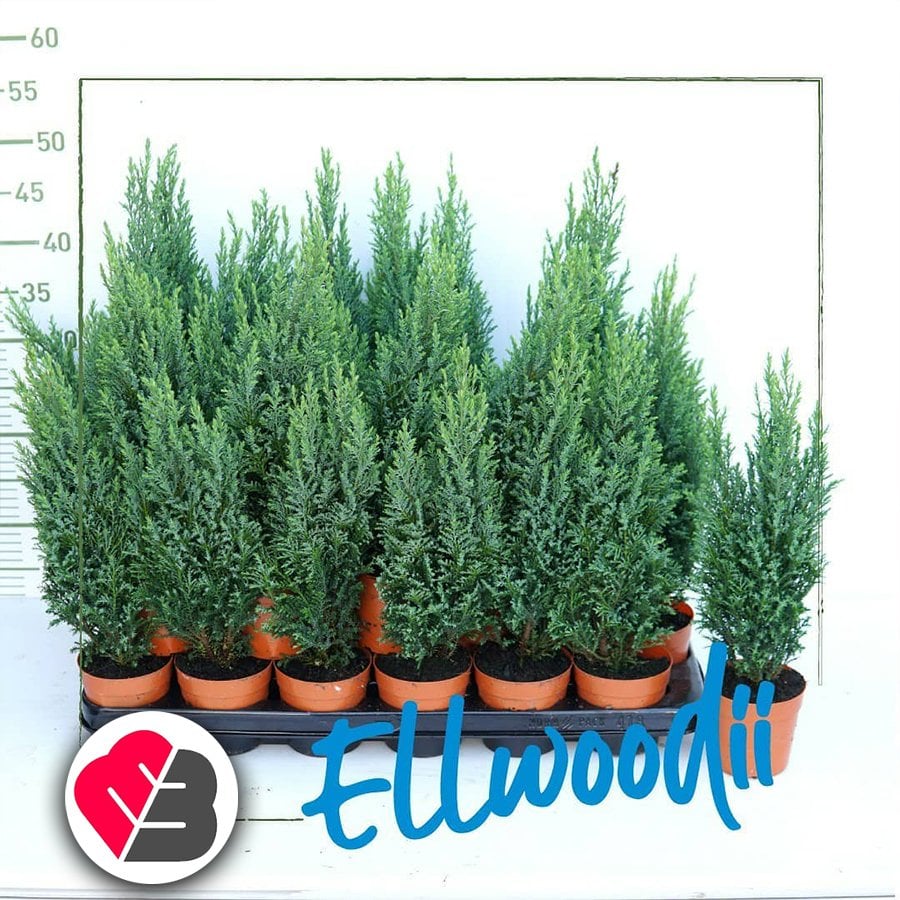 Saksıda Ellwoodi (Chamaecyparis) Çamı