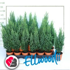 Saksıda Ellwoodi (Chamaecyparis) Çamı