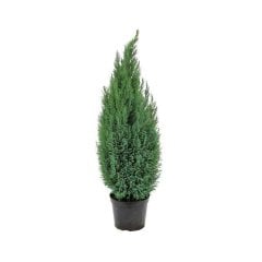 Saksıda Ellwoodi (Chamaecyparis) Çamı