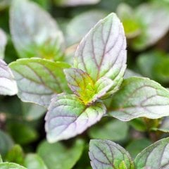 Mentha x Piperita Citaro Limon Aromalı Nane Fidesi-3 Adet