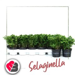 Saksıda Selaginella Süs Yosunu