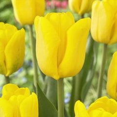 Özel Seri Caractere Yellow Lale Soğanı-5 Adet
