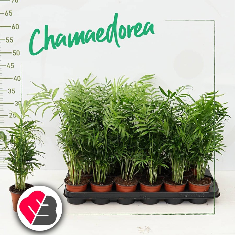 Saksıda Dağ Palmiyesi (Chamaedorea)
