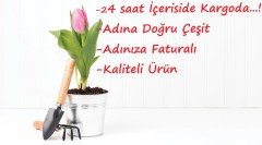 Özel Christmas Dream Pembe Lale Soğanı-5 Adet