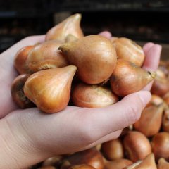 Gösterişli Dordogne Lale Soğanı-5 Adet