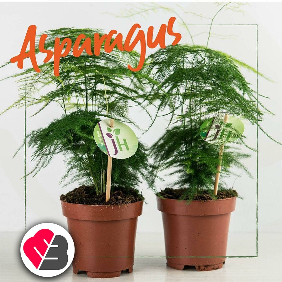 İthal Asparagus Kuşkonmaz Süs Bitkisi