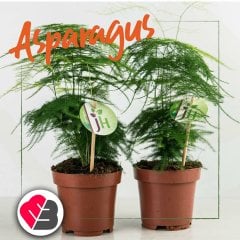 İthal Asparagus Kuşkonmaz Süs Bitkisi