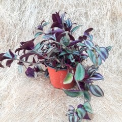 Saksıda Tradescantia Fluminensis Telgraf Çiçeği Fidesi
