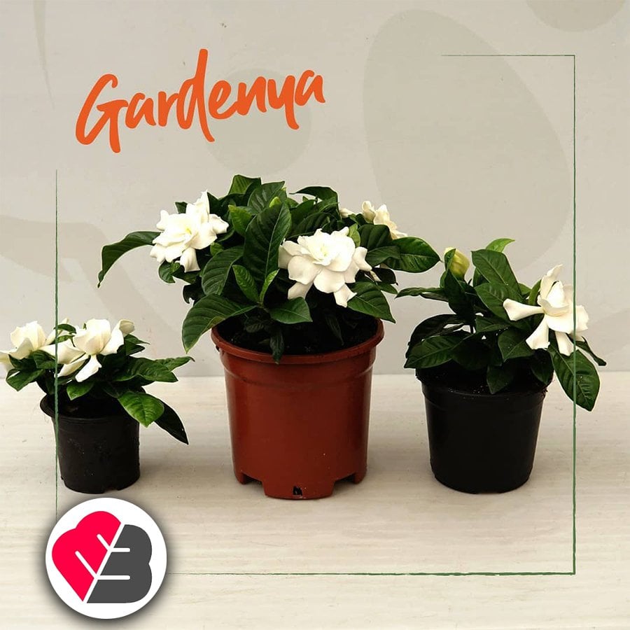 Saksıda Yoğun (KOKULU) Gardenya Çiçeği
