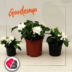 Saksıda Yoğun (KOKULU) Gardenya Çiçeği