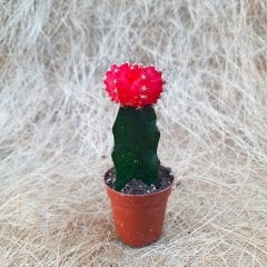 (AŞILI) Kırmızı Gymnocalycium Mihanovichii Hibotan Kaktüs