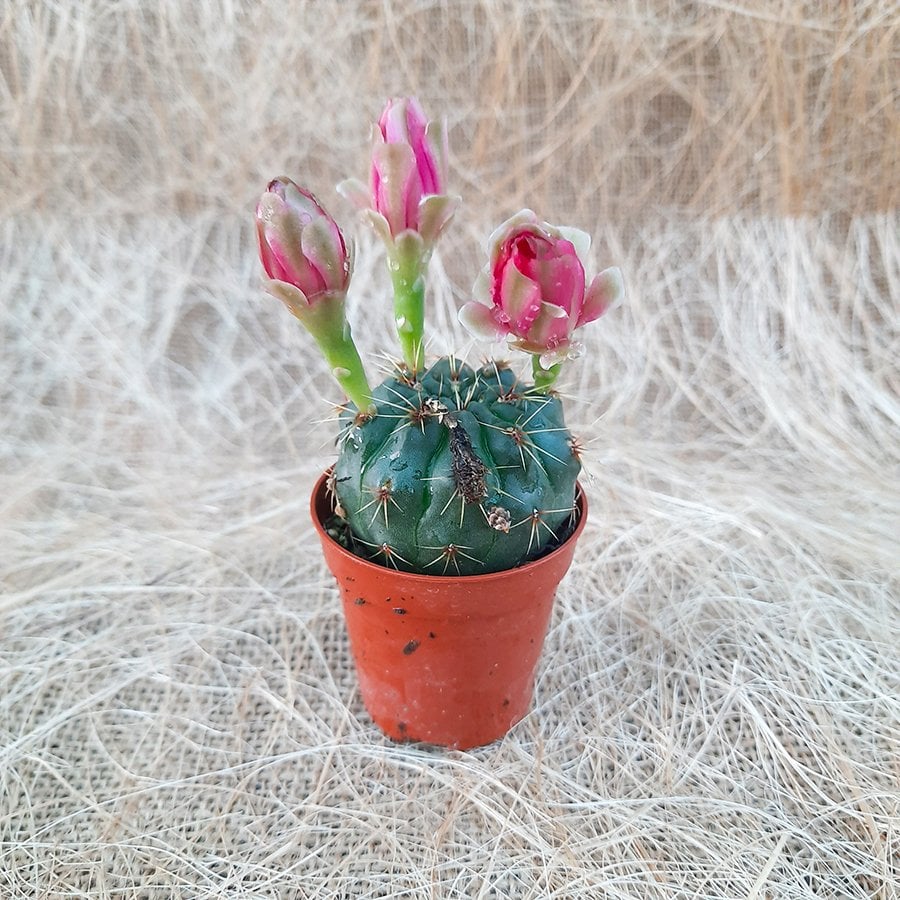 Gymnocalycium Baldianum Pembe Çiçekli Açan Kaktüs