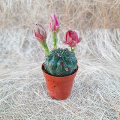 Gymnocalycium Baldianum Pembe Çiçekli Açan Kaktüs