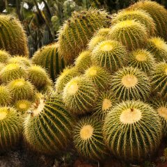 Echinocactus Altınfıçı Kaktüs Tohumu-100 Adet