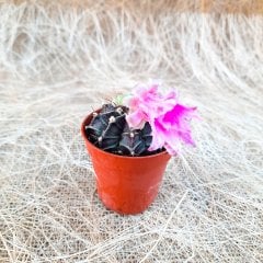 Gymnocalycium Mihanovichii Pembe Çiçekli Açan Kaktüs