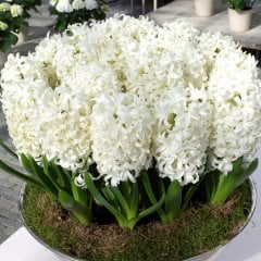 Top White (Kokulu) Beyaz Sümbül Soğanı-3 Adet