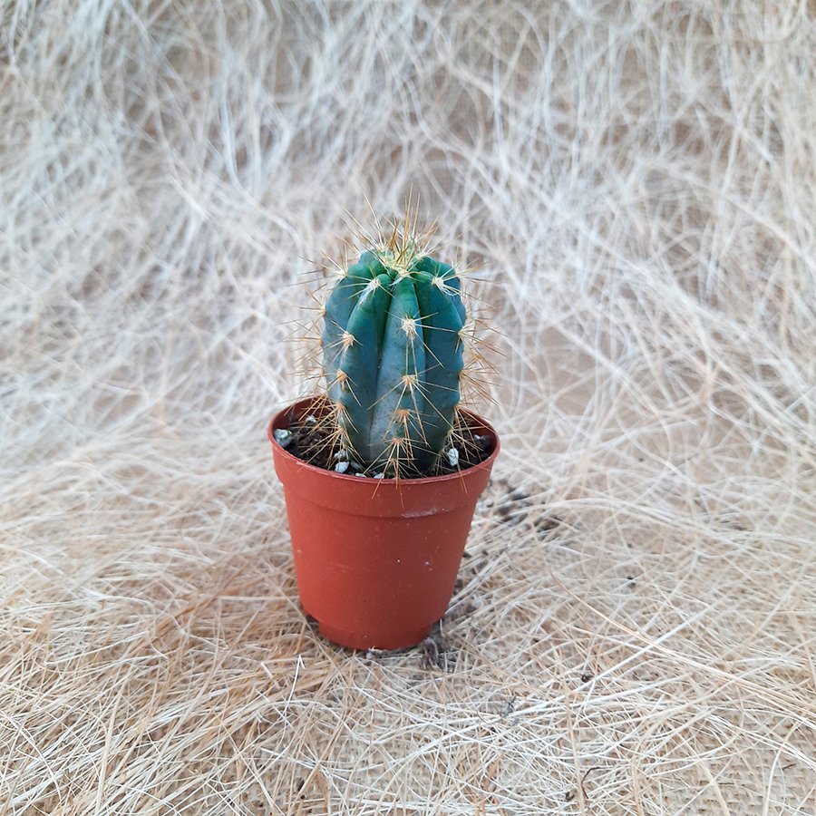 İthal Blue Pilosocereus Azureus Kaktüs